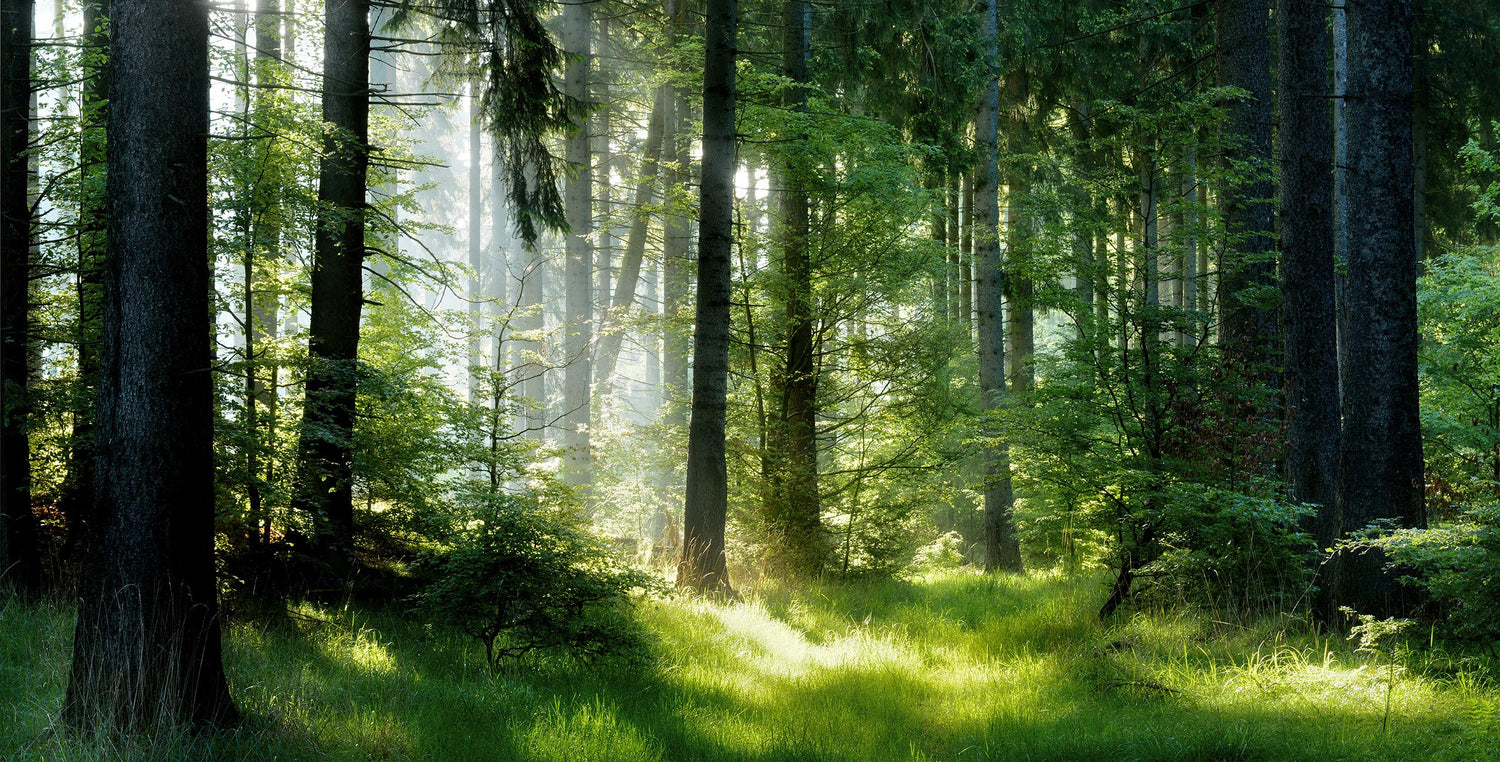 DAS GEHEIMNIS DER SPRACHE VON BÄUMEN UND PFLANZEN!